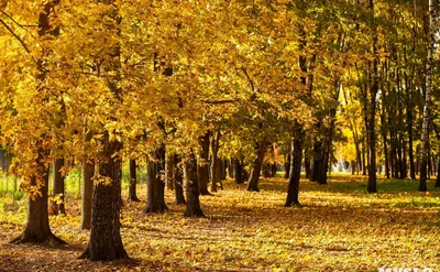 фото осени, фото осени красивое, красивые фото осени природа, фото золотой  осени, красивые фото золотой осени, красивые виды осени, красивые деревья  осенью фото, фотографии осени, золотая осень Stock-Foto | Adobe Stock