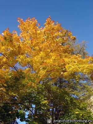 Пейзаж «Золотая осень» из натурального янтаря, Цены от производителя