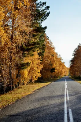 Золотая осень IV стоковое изображение. изображение насчитывающей дорога -  161623295