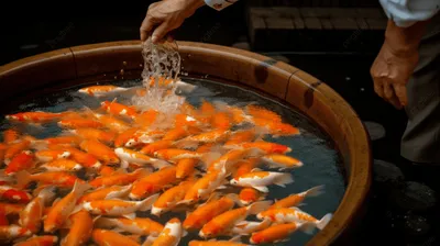 Настоящая история про золотую рыбку | Оксана Нарейко | Дзен