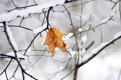 Прощай осень, здравствуй зима❄⛄, …» — создано в Шедевруме