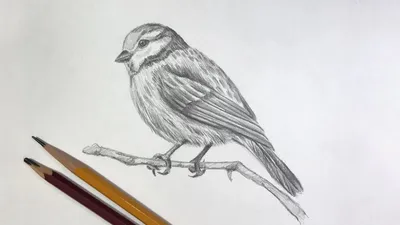 Лев простым карандашом | Пикабу