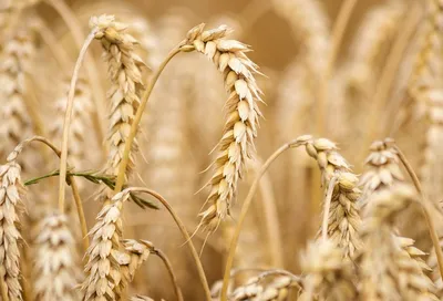 Уборка пшеницы в Грузии идет полным ходом - 21.07.2022, Sputnik Грузия