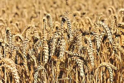 Открытие гена пшеницы «Святой Грааль» может помочь накормить перегретый мир  - «Ведомости.Устойчивое развитие»