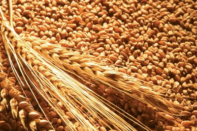 Пшеница Поле Пшеницы Обрезать - Бесплатное фото на Pixabay - Pixabay
