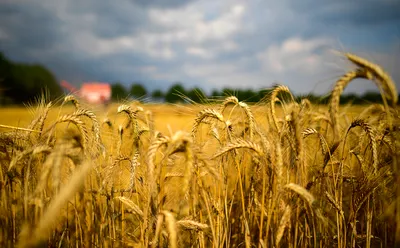 Пшеница мягкая — Википедия