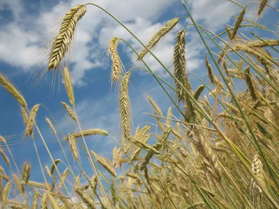 Протеины пшеницы купить в Москве, Активные компоненты для косметики недорого