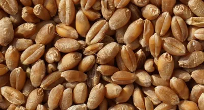 Узбекские ученые удивили новым сортом пшеницы