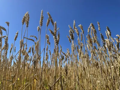 Сколько пшеницы импортирует Кыргызстан и какая доля приходится на ЕАЭС