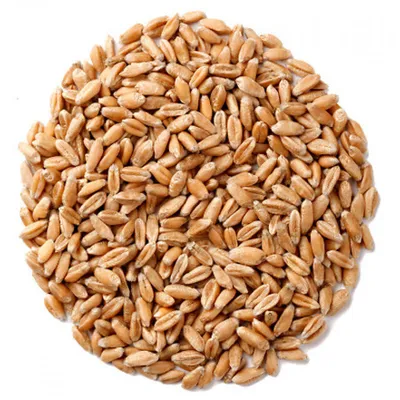 Купить Зерно, пшеница отборная, 1 кг за 70 руб. в Домодедово
