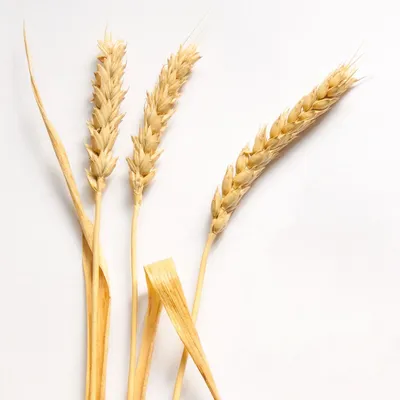 Экстракт зародышей пшеницы|Экстракт зародышей пшеницы масляный купить оптом  и в розницу в Санкт-Петербурге