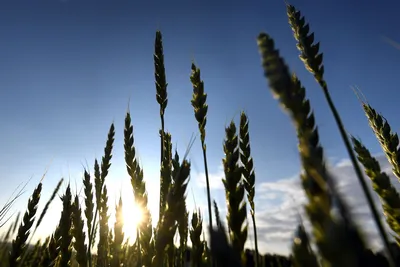 Сорт пшеницы \"Токката\" показал устойчивость к прорастанию