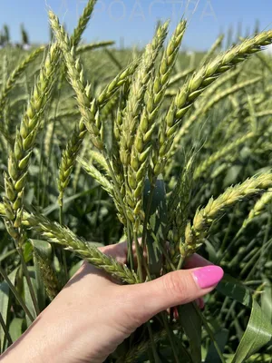 Пачка пшеницы стоковое фото. изображение насчитывающей рост - 26570720