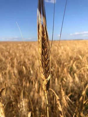 Созревшие колоски пшеницы в поле Stock Photo | Adobe Stock