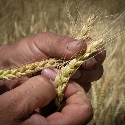 Пшеница для проращивания, 3кг - купить с доставкой по выгодным ценам в  интернет-магазине OZON (222573678)