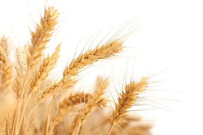 В России впервые появилась отредактированная пшеница - Газета.Ru