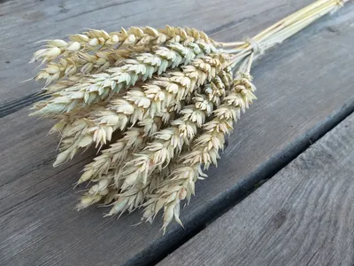 В Египте опровергли сообщения об отказе от российской пшеницы - РИА  Новости, 22.09.2023