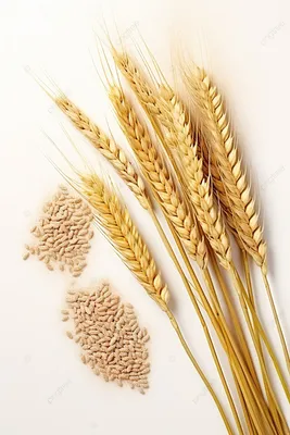 Канадская пшеница в Украине купить семена на 2024, озимые сорта и яровые |  Агроэксперт-Трейд