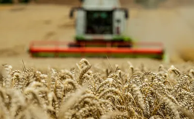 Колоски пшеницы и восход солнца в поле. Stock Photo | Adobe Stock