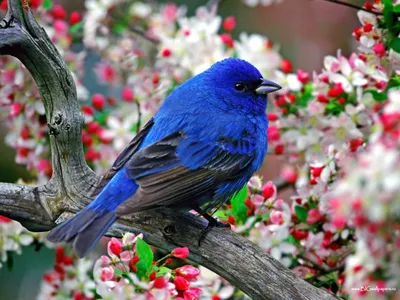 Фіолетові птахи: ТОП-12 види – фото, назви, опис