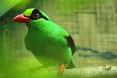 Птахи як показники екологічного здоров'я: Важливість їх ролі в довкіллі. –  Саме Ти