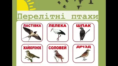Зелені птахи: ТОП-30 види – фото, назви, опис • Світ Довкола