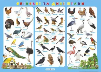 Книга «Велика книжка. Птахи» – Олег Завязкин, купить по цене 52 на YAKABOO:  978-966-936-030-4