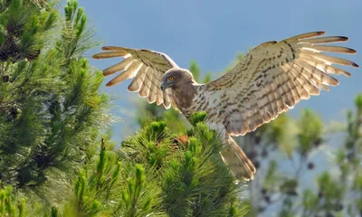 Куди із парків зникають птахи, та що ми можемо із цим зробити – Nature  EXPERTS