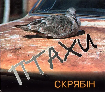Через дії росіян в Одеській області масово гинуть птахи (фото) — УСІ Online