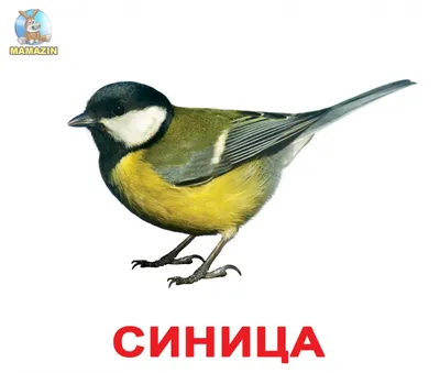 Птахи острова Хортиця — Національний заповідник \"Хортиця\"