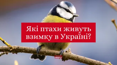 Чому птахи летять у вирій? - BBC News Україна