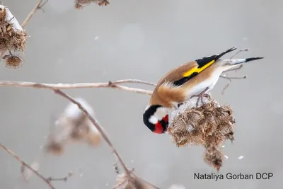 Які птахи зимують в Україні та чим їх годувати: фото, корм