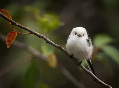 Немного птичек | Пикабу