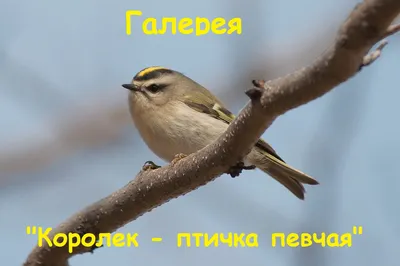 Птички греются вместе - YouLoveIt.ru