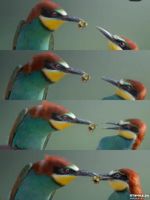 Маленькие цветные птички - красивые фото