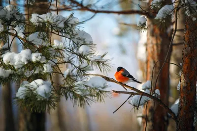 Птицы зимой в парке | Пикабу