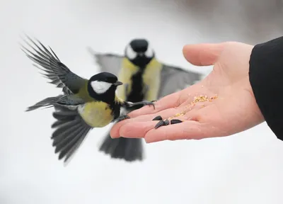 Птицы Подмосковья зимой (148 фото) - 148 фото