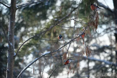 Птички зимой” – это уже и песенка! | Мир дошколят