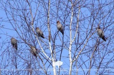 Какие птицы прилетают зимой? Зимние птицы - кочевники | Природа и экология  | annie_wild_life | Дзен