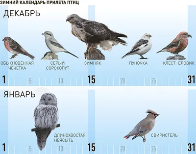 Красивое птиц зимой - картинки и фото poknok.art