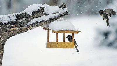 Многоразовые наклейки: Птички зимой – Karusel