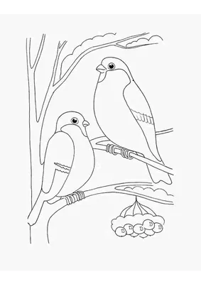 Calaméo - птицы зимой