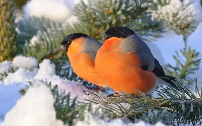 Покормите птиц зимой 2023 — МБУ ДО ЭЦ ЭкоСфера г. Липецка