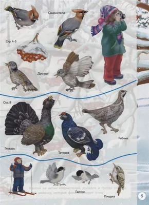 Книга СТРЕКОЗА Многоразовые наклейки Птички зимой Дополни картинку купить  по цене 222 ₽ в интернет-магазине Детский мир