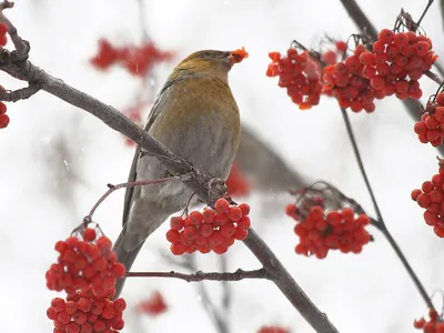 Птицы зимой - ePuzzle фотоголоволомка