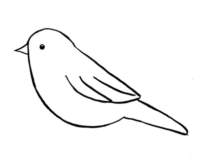 Картинки птиц для срисовки фотографии