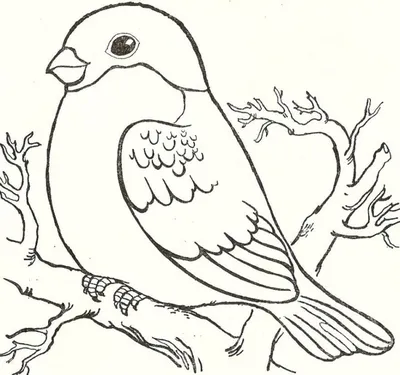 Шаблон для срисовки птицы (24 шт)