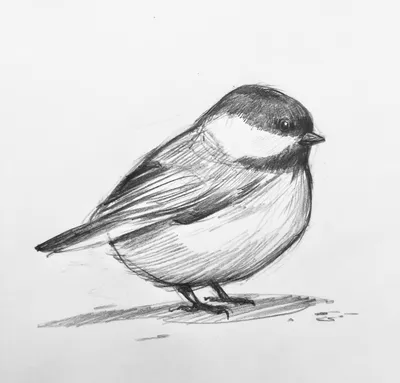 Рисунки птиц для срисовки легкие и красивые - 59 фото