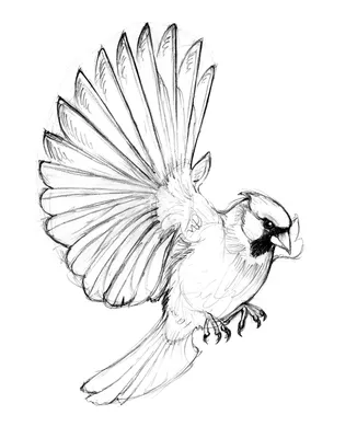 Рисунок птицы карандашом для детей - 47 фото