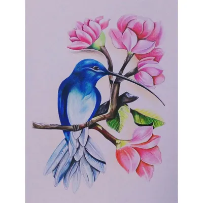 Рисунки птиц для срисовки раскрашенные (40 шт)
